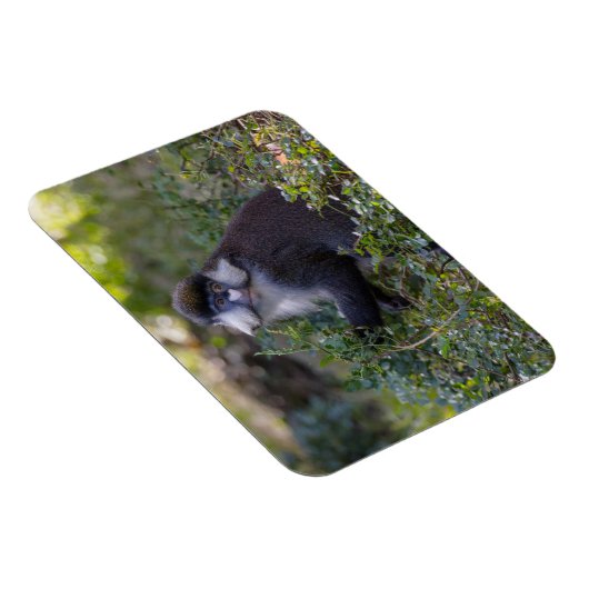 Schmidt's spotneus aap magneet (Rechterzijde)