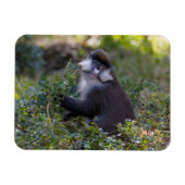 Schmidt's spotneus aap magneet (Horizontaal)