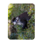 Schmidt's spotneus aap magneet (Verticaal)