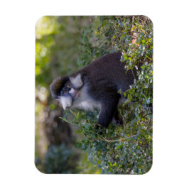 Schmidt's spotneus aap magneet