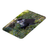 Schmidt's spotneus aap magneet (Linkerzijde)