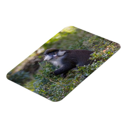 Schmidt's spotneus aap magneet (Linkerzijde)