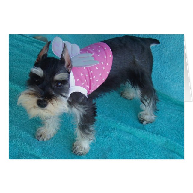 Schnauzer Angel Eyes (Voorkant Horizontaal)