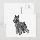 Schnauzer Briefkaart (Voorkant / Achterkant)