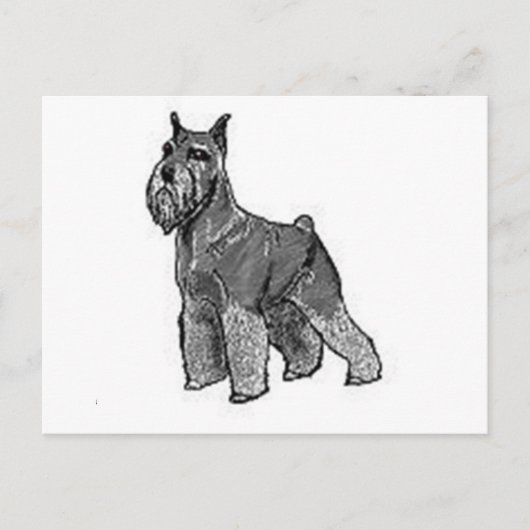 Schnauzer Briefkaart (Voorkant)