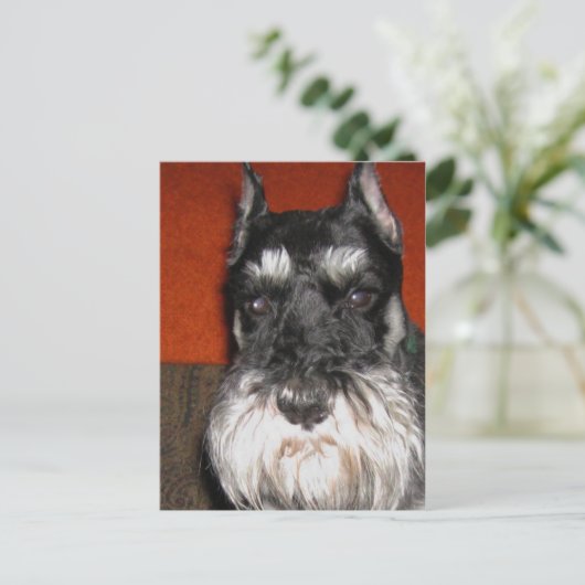 Schnauzer-Briefkaart Briefkaart (Staand voorkant)