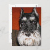 Schnauzer-Briefkaart Briefkaart (Voorkant / Achterkant)