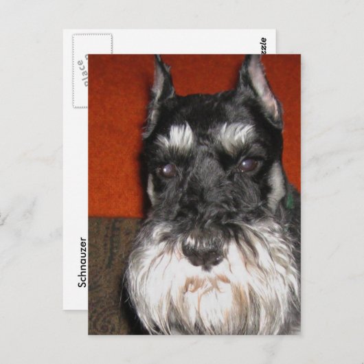 Schnauzer-Briefkaart Briefkaart (Voorkant / Achterkant)
