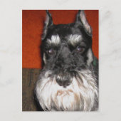 Schnauzer-Briefkaart Briefkaart (Voorkant)