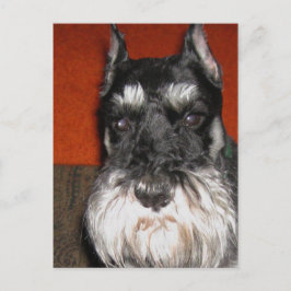 Schnauzer-Briefkaart Briefkaart