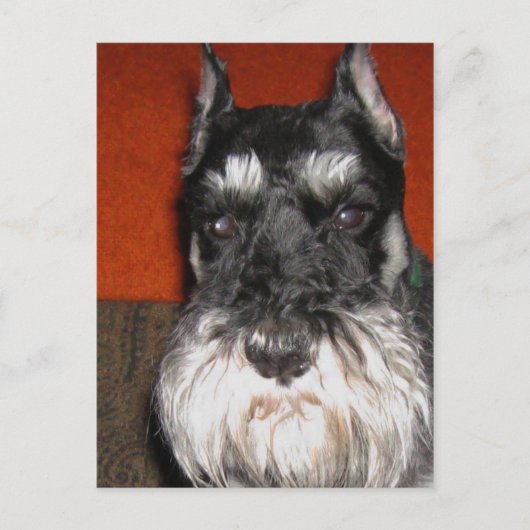 Schnauzer-Briefkaart Briefkaart (Voorkant)