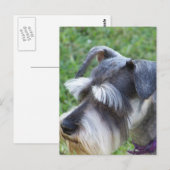 Schnauzer-Briefkaart Briefkaart (Voorkant / Achterkant)
