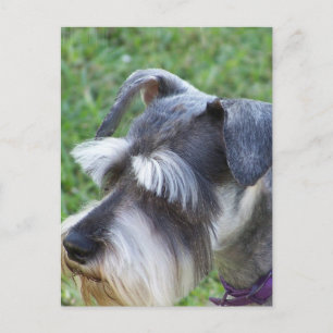 Schnauzer-Briefkaart Briefkaart