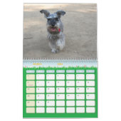 Schnauzer Calander Kalender (Mar 2026)