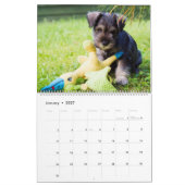 Schnauzer Calendar Kalender (Jan 2027)