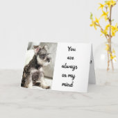 SCHNAUZER *DECLAREERT LAVE** OP "VALENTIJN WISH" KAART (Gele Bloem)