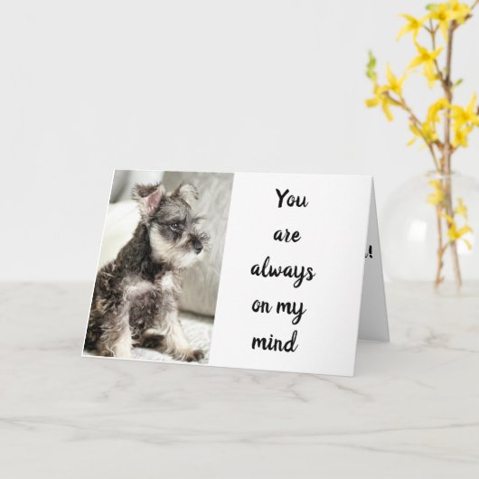 SCHNAUZER *DECLAREERT LAVE** OP "VALENTIJN WISH" KAART (Gele Bloem)