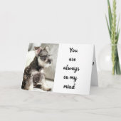 SCHNAUZER *DECLAREERT LAVE** OP "VALENTIJN WISH" KAART (Voorkant)