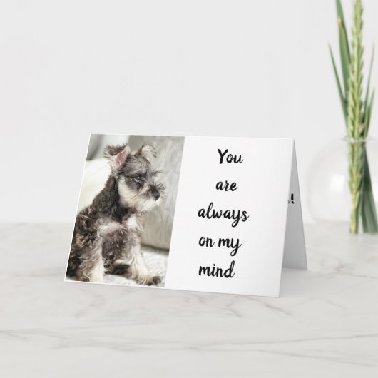 SCHNAUZER *DECLAREERT LAVE** OP "VALENTIJN WISH" KAART (Voorkant)