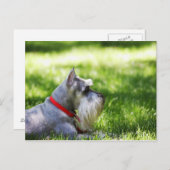 Schnauzer die in het gras ligt briefkaart (Voorkant / Achterkant)