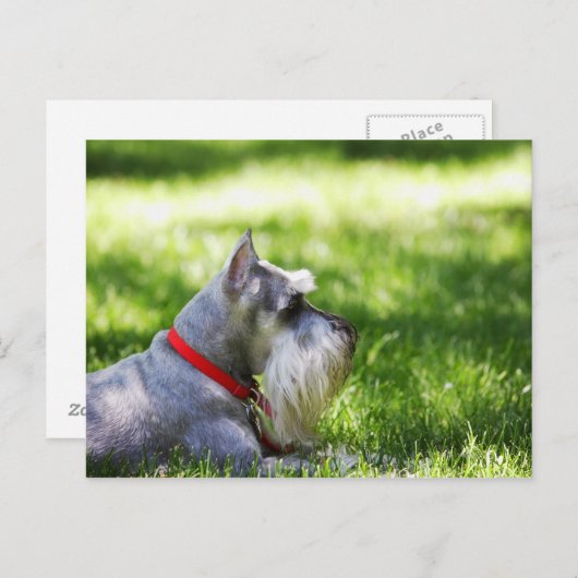 Schnauzer die in het gras ligt briefkaart (Voorkant / Achterkant)