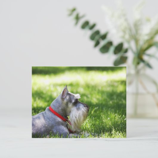 Schnauzer die in het gras ligt briefkaart (Staand voorkant)