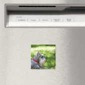 Schnauzer die in het gras ligt magneet (Insitu (Vaatwasser))