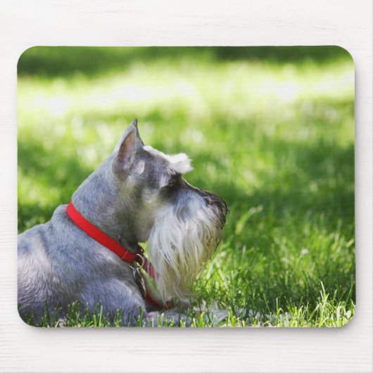 Schnauzer die in het gras ligt muismat (Voorkant)