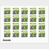 Schnauzer die in het gras ligt vierkante sticker (Vel)