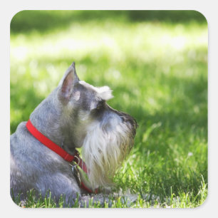 Schnauzer die in het gras ligt vierkante sticker
