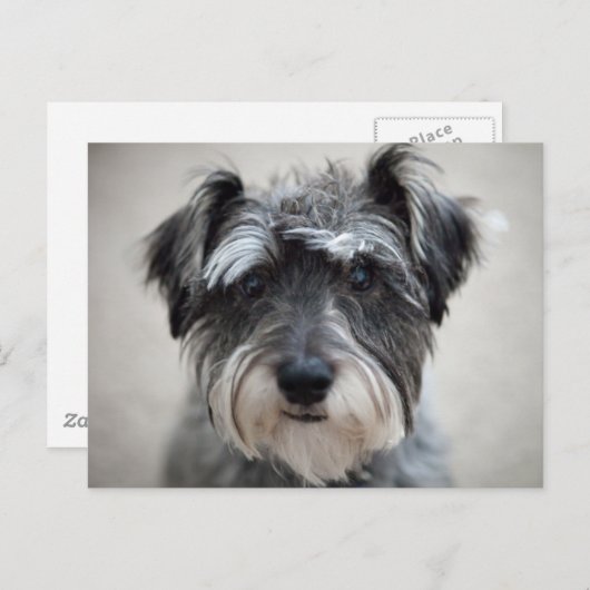 Schnauzer Dog Briefkaart (Voorkant / Achterkant)