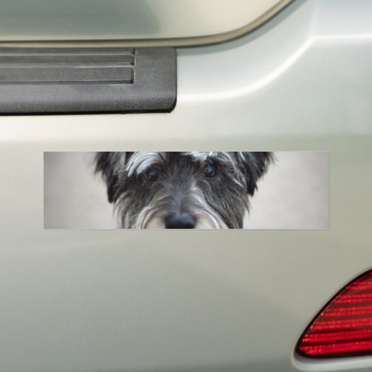 Schnauzer Dog Bumpersticker (Op auto)