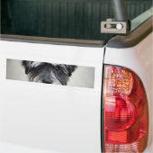 Schnauzer Dog Bumpersticker (Op Truck)