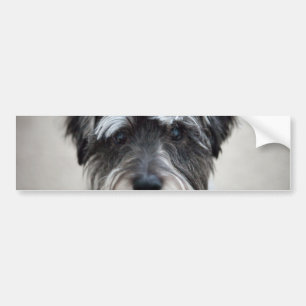 Schnauzer Dog Bumpersticker