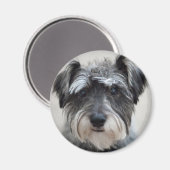 Schnauzer Dog Magnet (Voorkant / Achterkant)