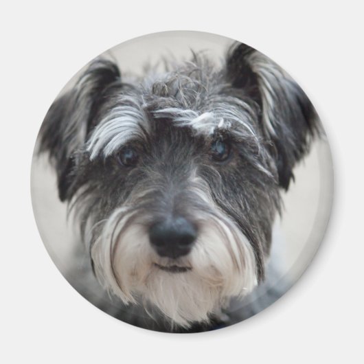Schnauzer Dog Magnet (Voorkant)
