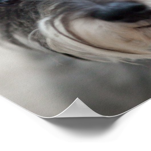 Schnauzer Dog Poster Print (Hoek)