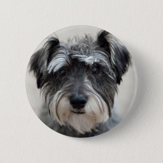 Schnauzer Dog Round Pin Ronde Button 5,7 Cm (Voorkant)
