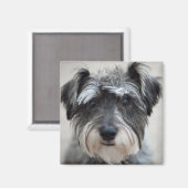 Schnauzer Dog Square Magnet (Voorkant / Achterkant)