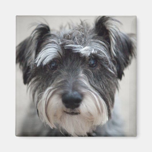 Schnauzer Dog Square Magnet (Voorkant)