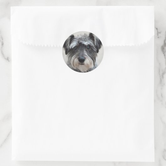 Schnauzer Dog Sticker (Tas)