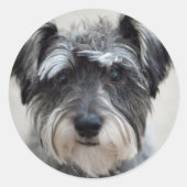 Schnauzer Dog Sticker (Voorkant)