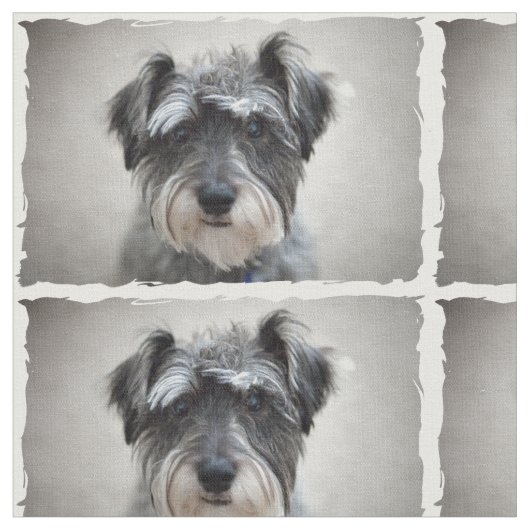 Schnauzer Dog Stof (Close Up)