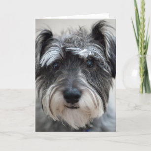 Schnauzer Dog Wenskaart Kaart