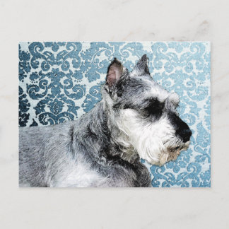Schnauzer, geverfd briefkaart