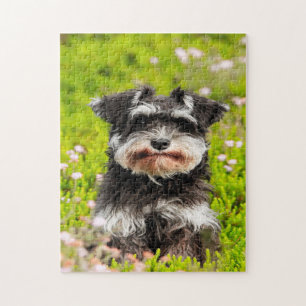 Schnauzer hond puzzels. legpuzzel