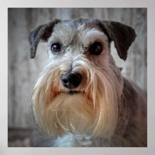 Schnauzer Hondengezicht Poster (Voorkant)
