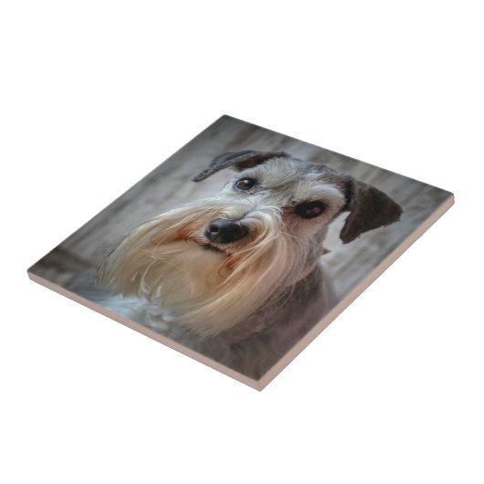 Schnauzer Hondengezicht Tegeltje (Zijkant)