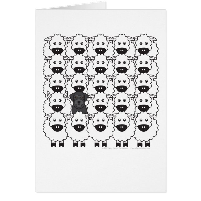 Schnauzer in de schapen (Voorkant)