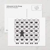 Schnauzer in de schapen briefkaart (Voorkant / Achterkant)